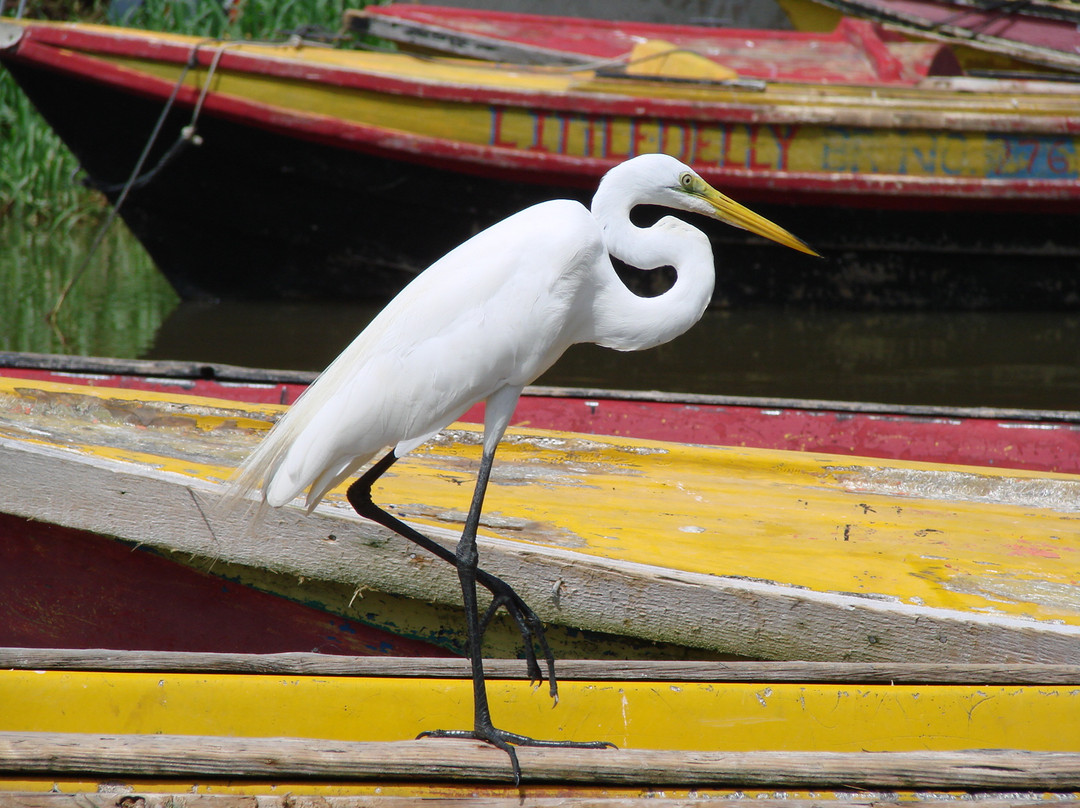 J. Charles Swaby's Black River Safari-Black River必去景点