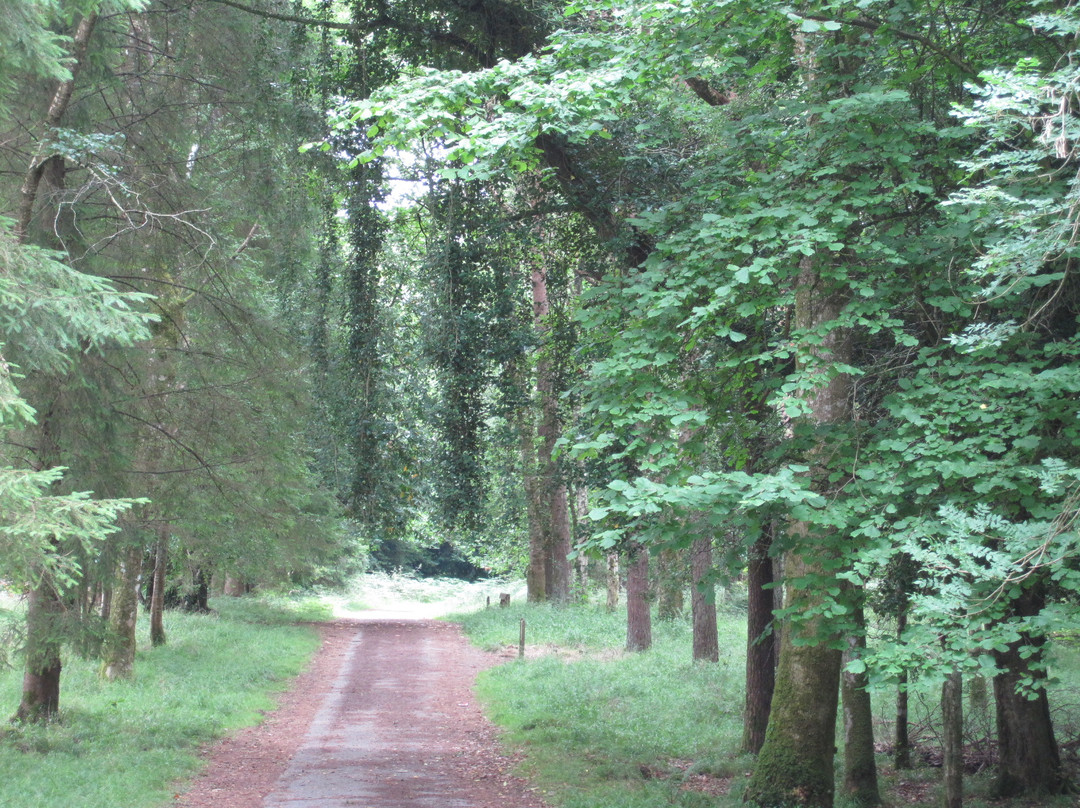 Portumna Forest Park景点图片