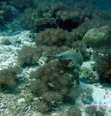 Feel Deep Scuba Diving