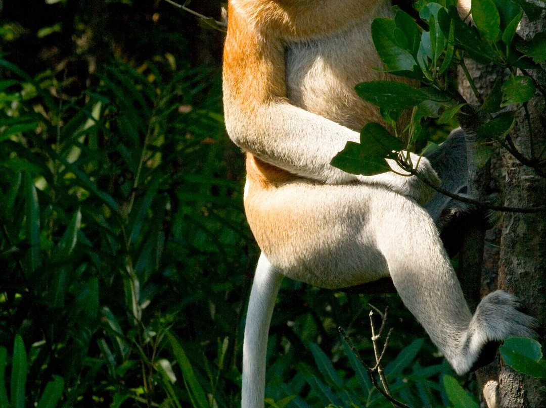BORNEO NATURE LODGE-苏高必去景点