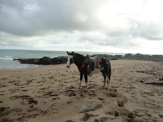 El Pinto Horseback Riding Expeditions景点图片