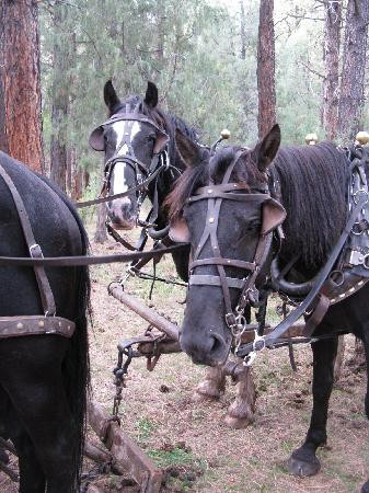 Hole in the Wall Stables-杜兰戈必去景点