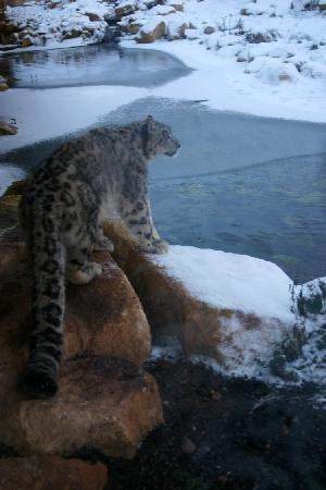 Twycross Zoo-Atherstone必去景点