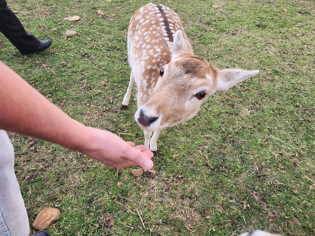 Deer Park Motor Inn Armidale主图