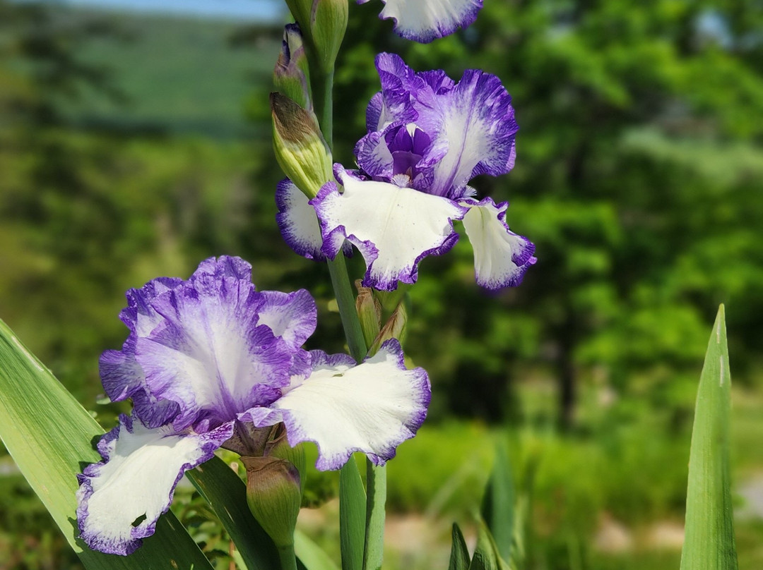 Pembroke Springs Retreat主图