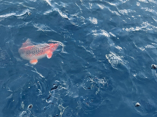 The Shell Factory-迈尔斯堡必去景点