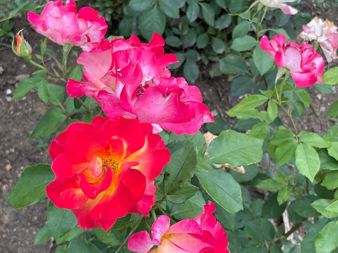 Annual Flower Trial Garden-科林斯堡必去景点