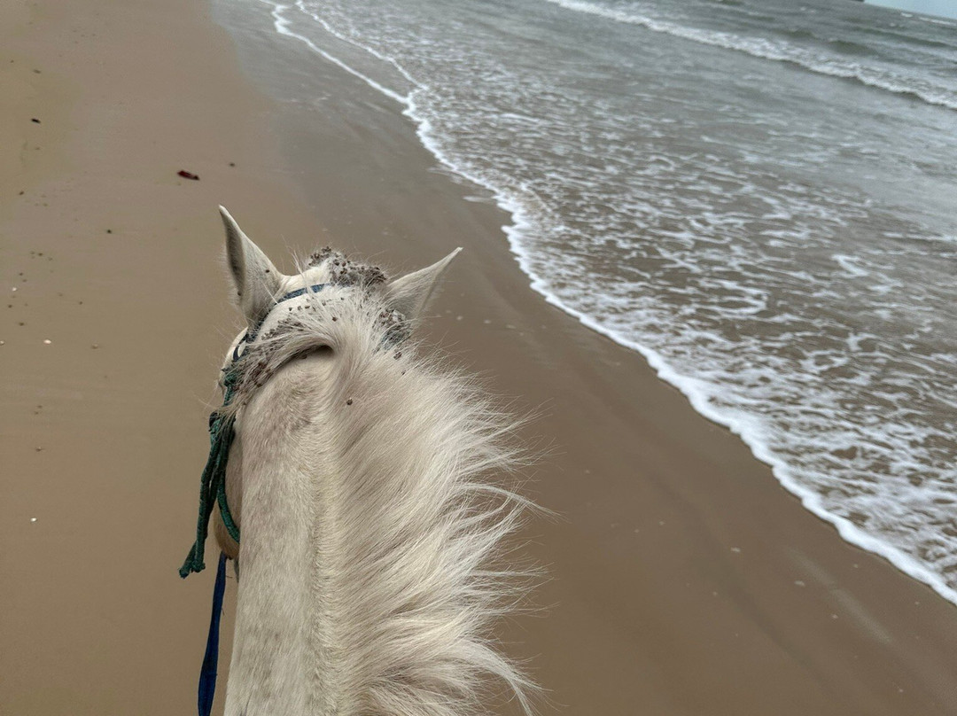 Kurrimine Beach Horse Rides景点图片