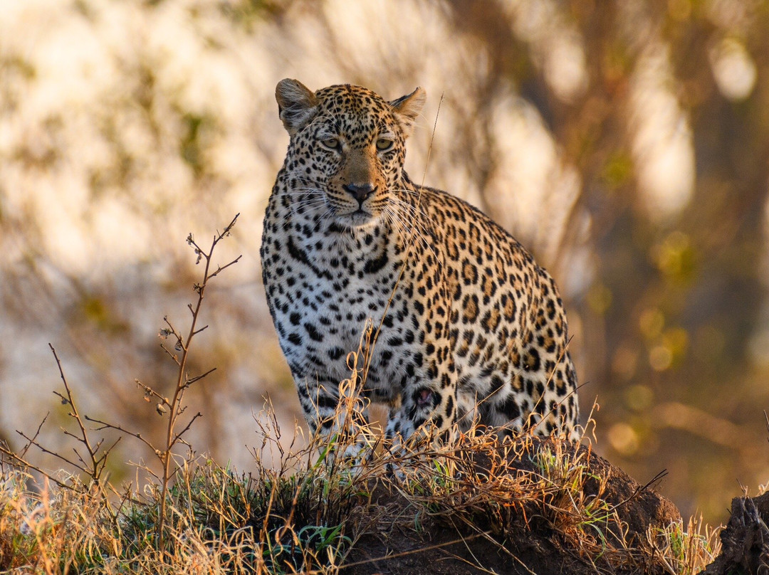 B1 Photo Safaris-司库库札必去景点
