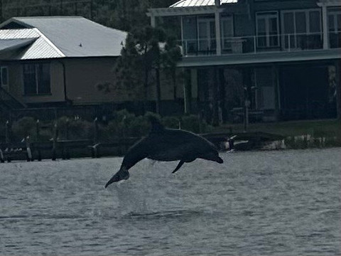 Orange Beach Private Family Dolphin Tours & Boating Safaris-橙色海湾必去景点