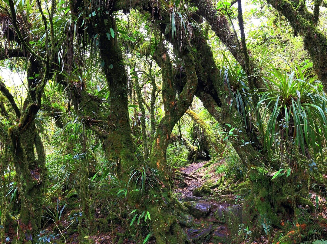Foret de Belouve景点图片