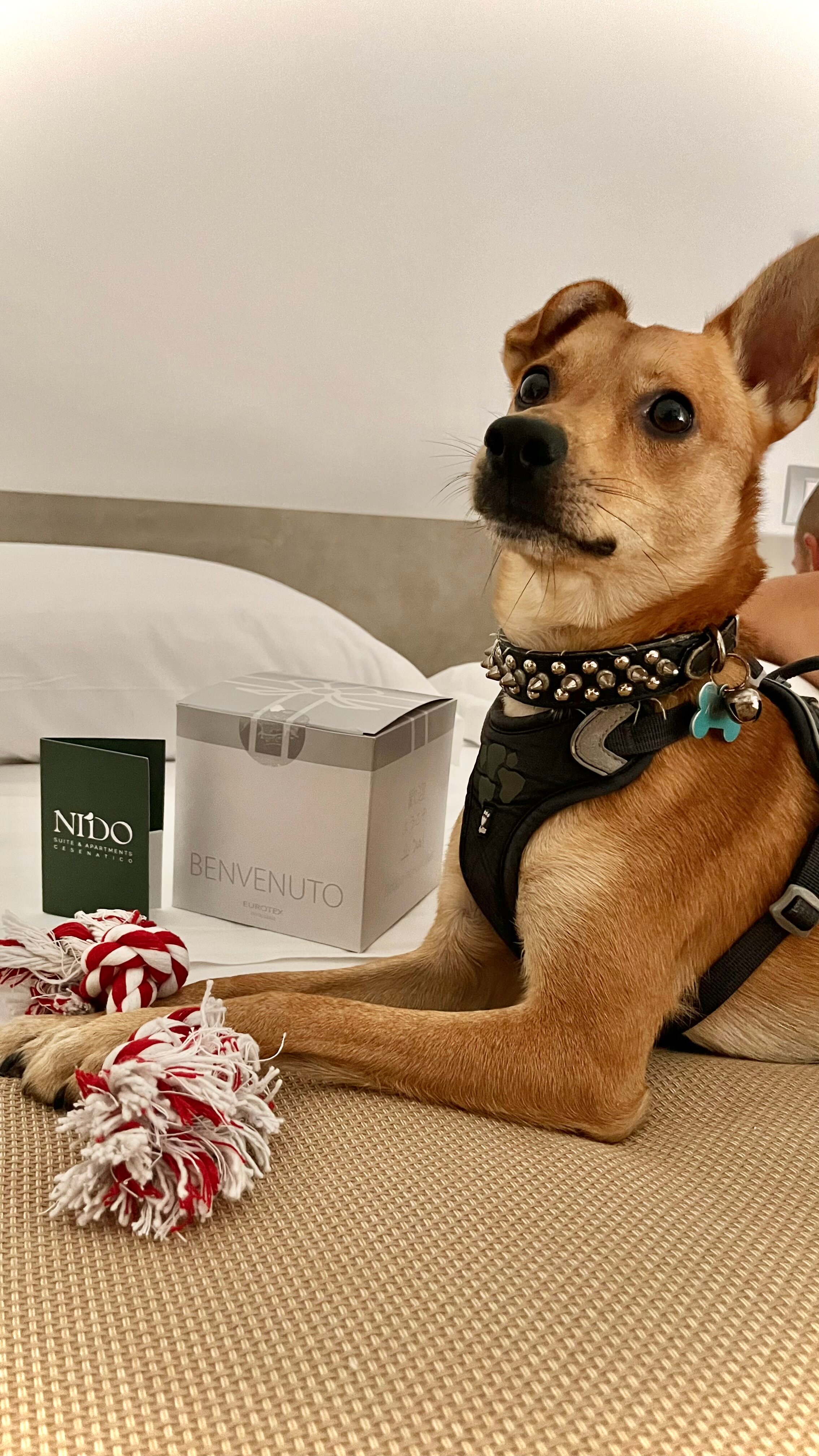 Nido Suite & Apartments-官方