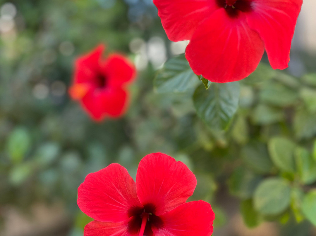 Appartement Touta主图