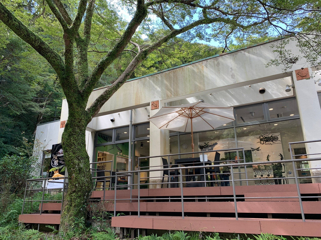Mino Park Museum of Insects-美浓市必去景点