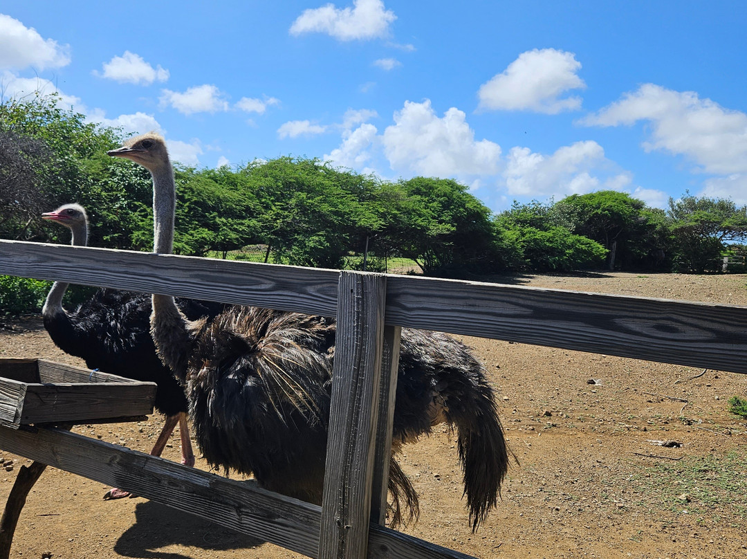 Curacao Ostrich Farm景点图片