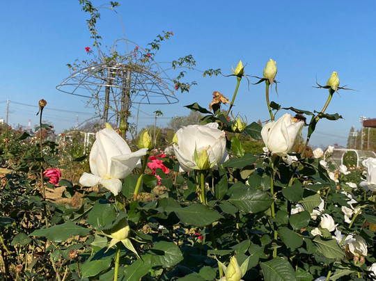 Ina Choseishiko Memorial Park-伊奈町必去景点