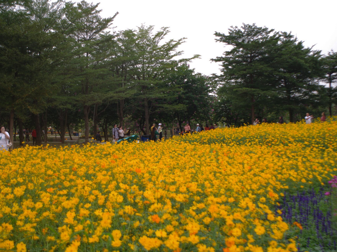 菊城金瓣-中山市必去景点