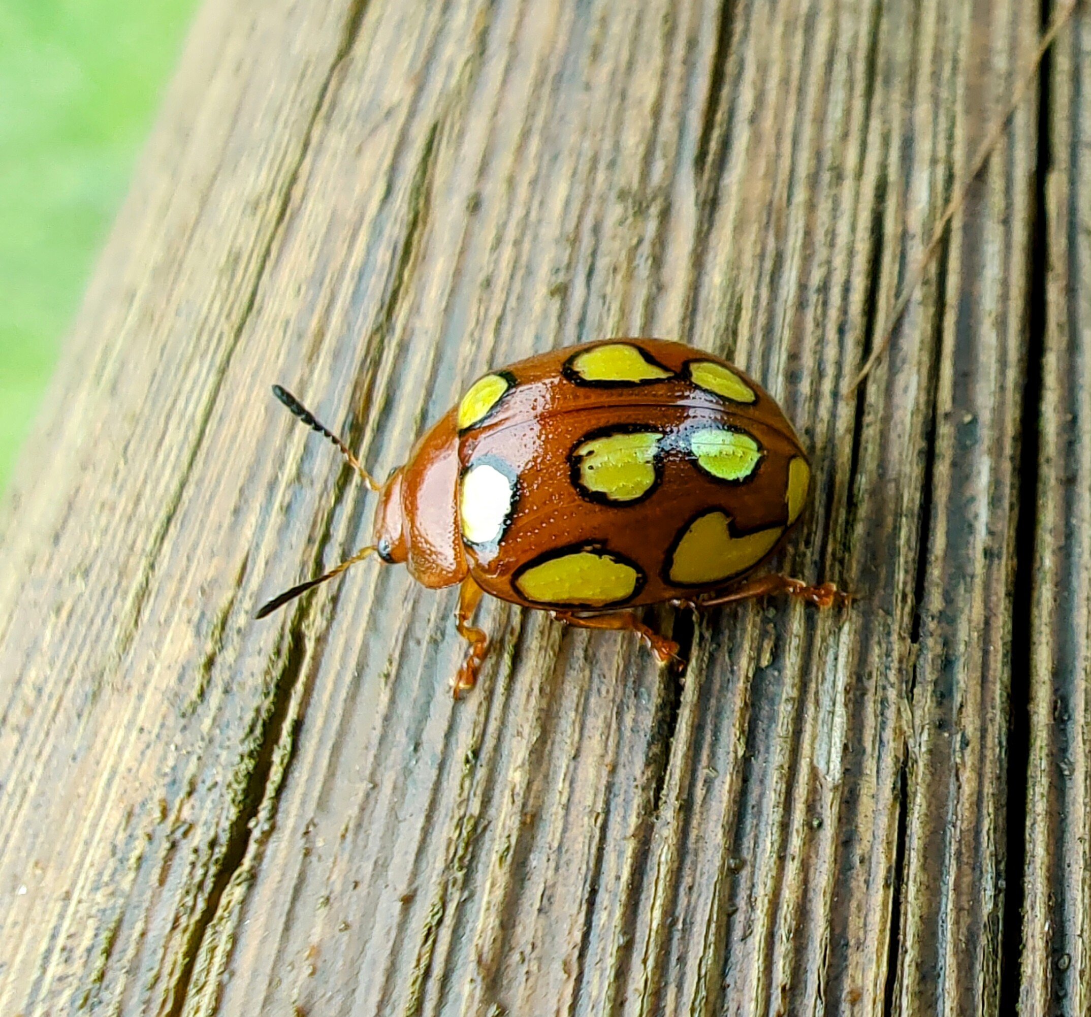 Refugio Ecologico Pedra Afiada-官方