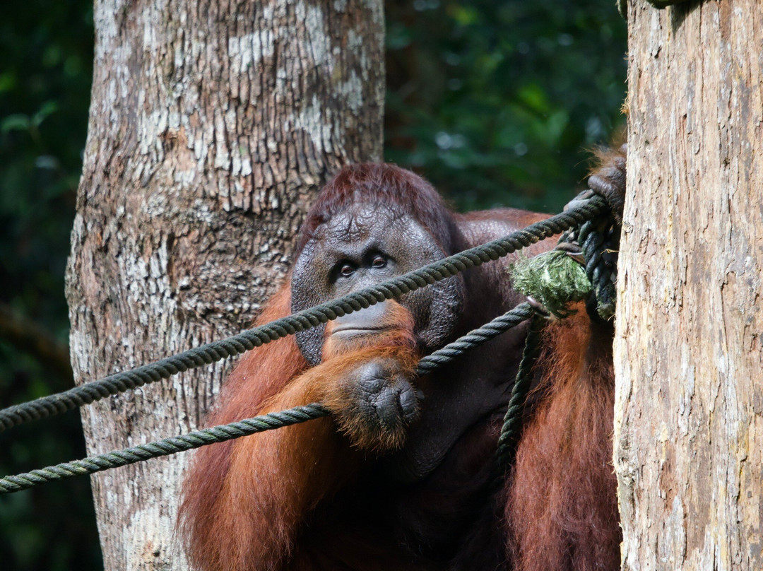 Sepilok Orangutan Rehabilitation Centre景点图片