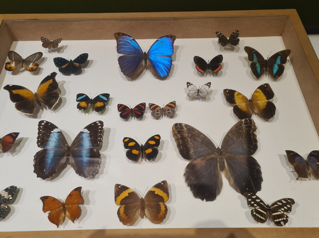 Museu de Ciências Naturais PUC Minas-贝洛哈里桑塔必去景点