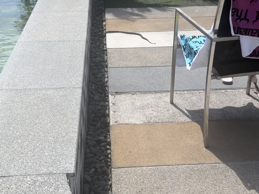 The Rubber Hotel主图