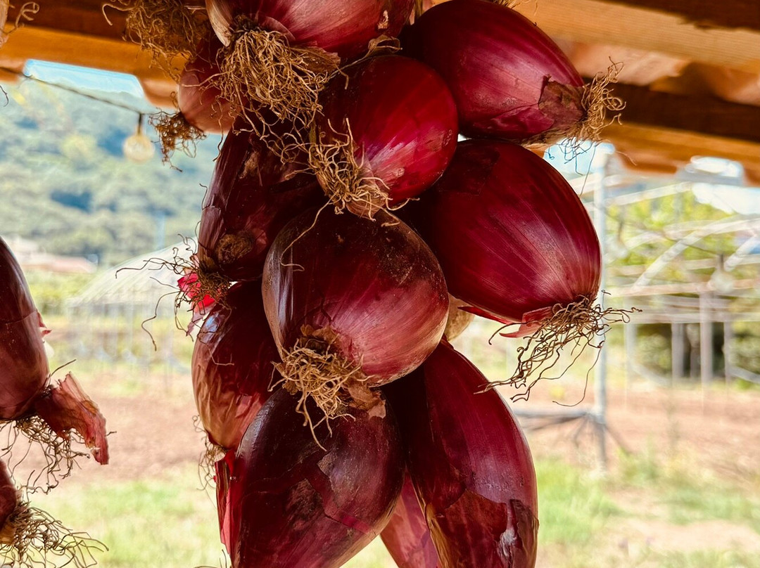 Furchì Wine景点图片
