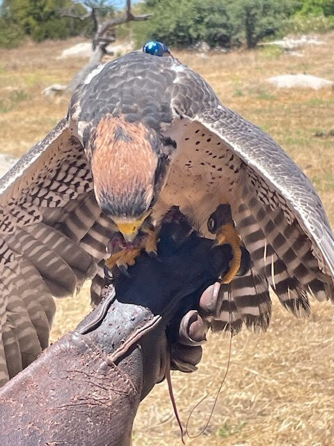 Sky Falconry-Alpine必去景点