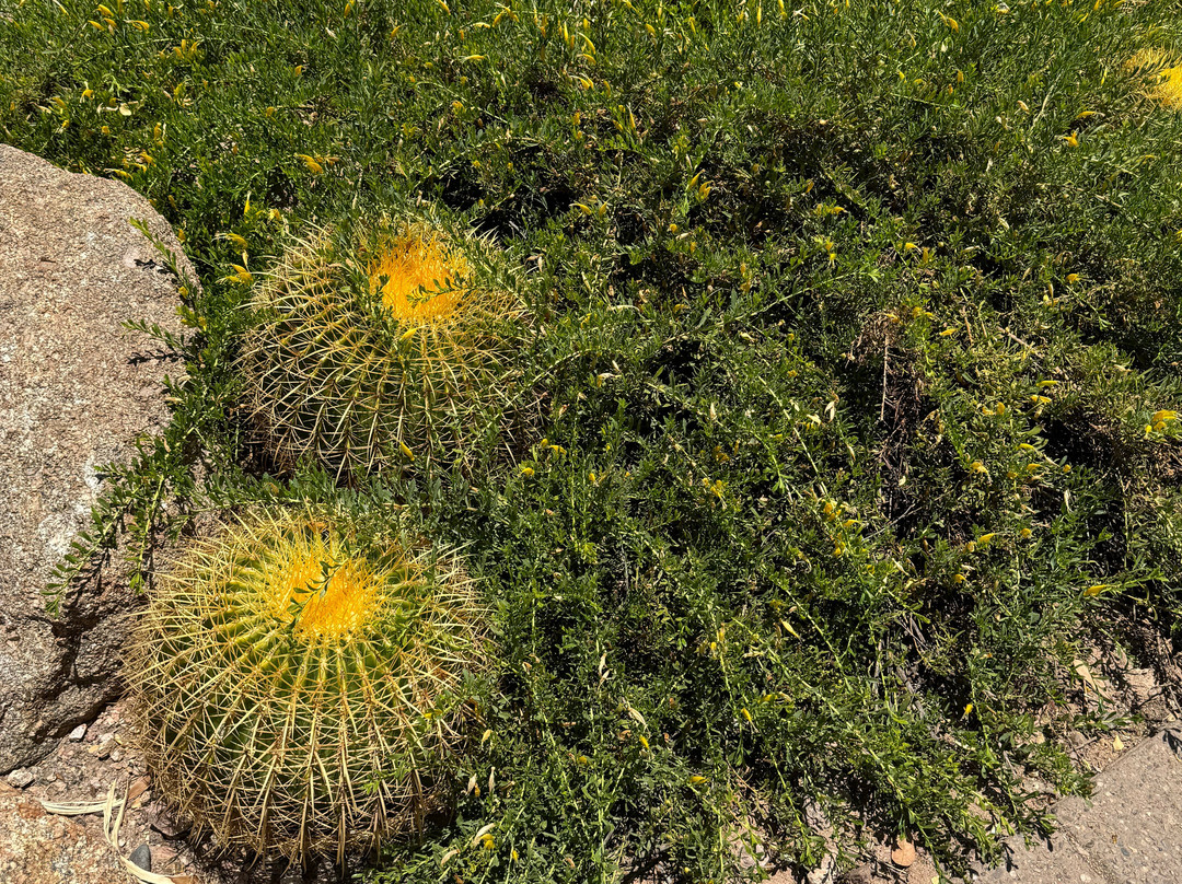 Fifth Avenue-斯科茨代尔必去景点