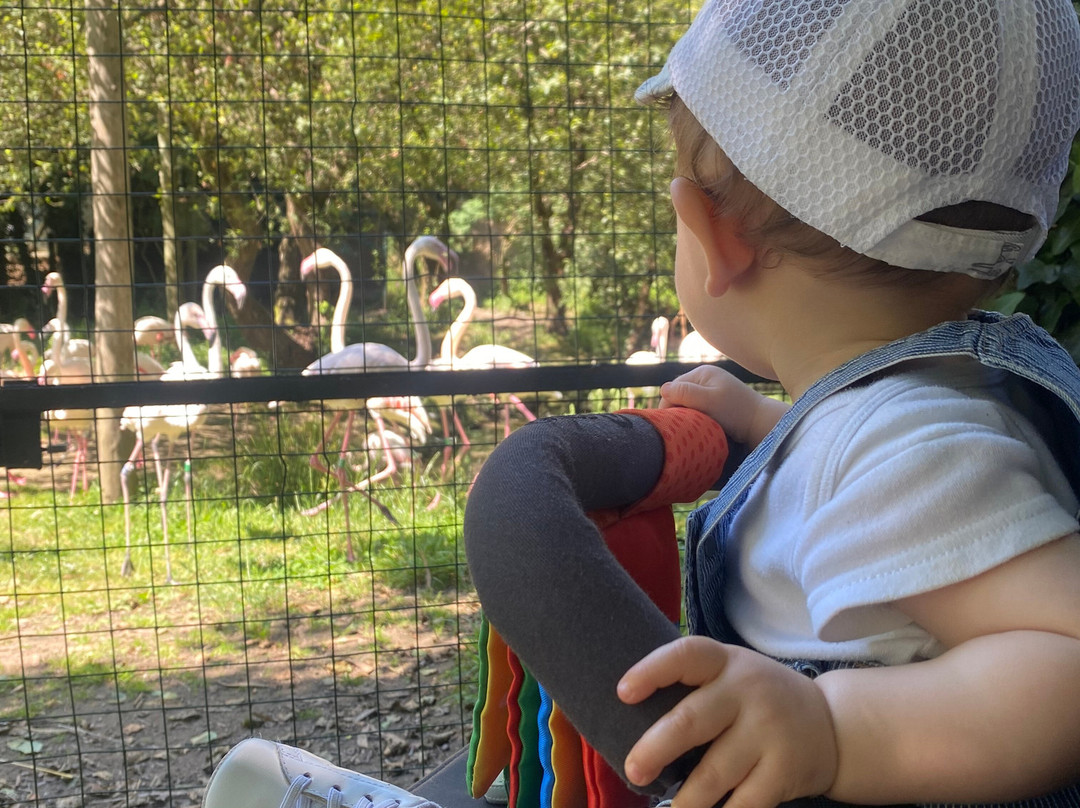 Zoo Lourosa景点图片