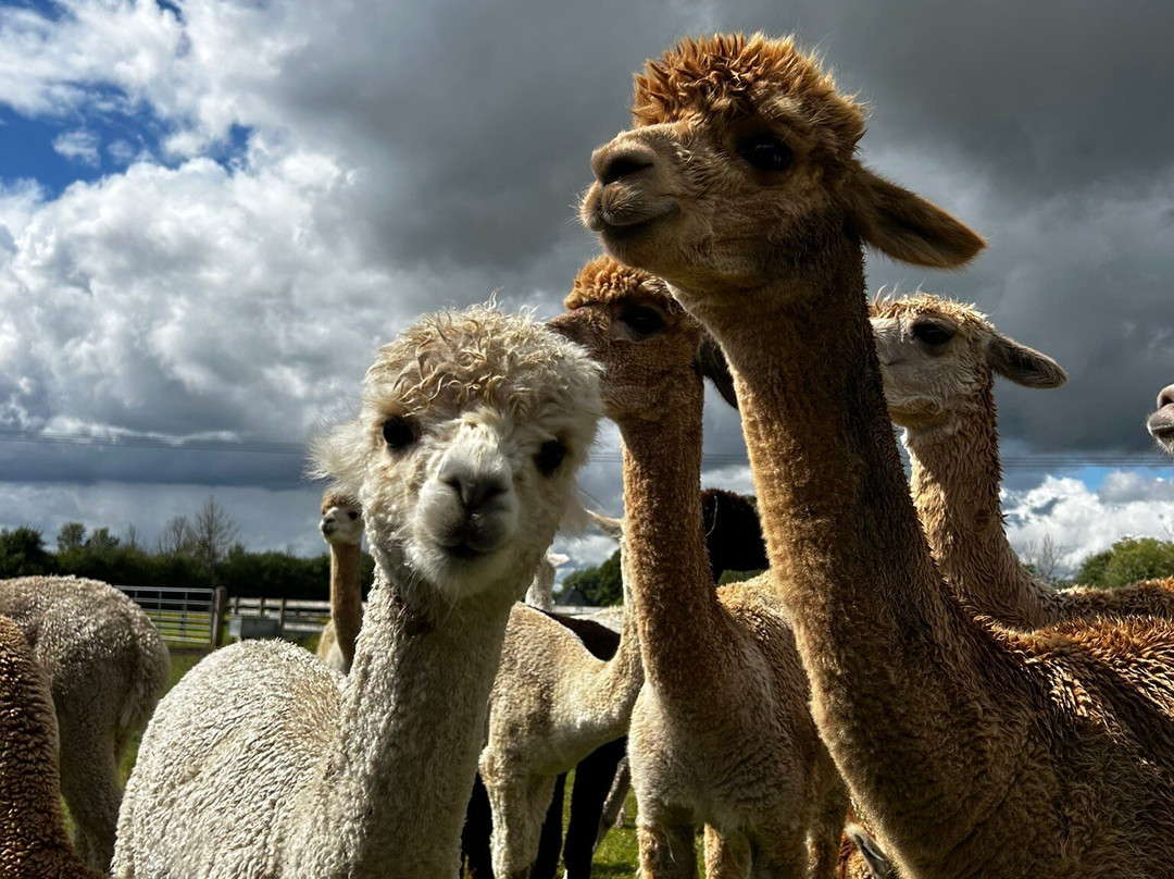 Lane House Alpaca Farm-切本哈姆必去景点
