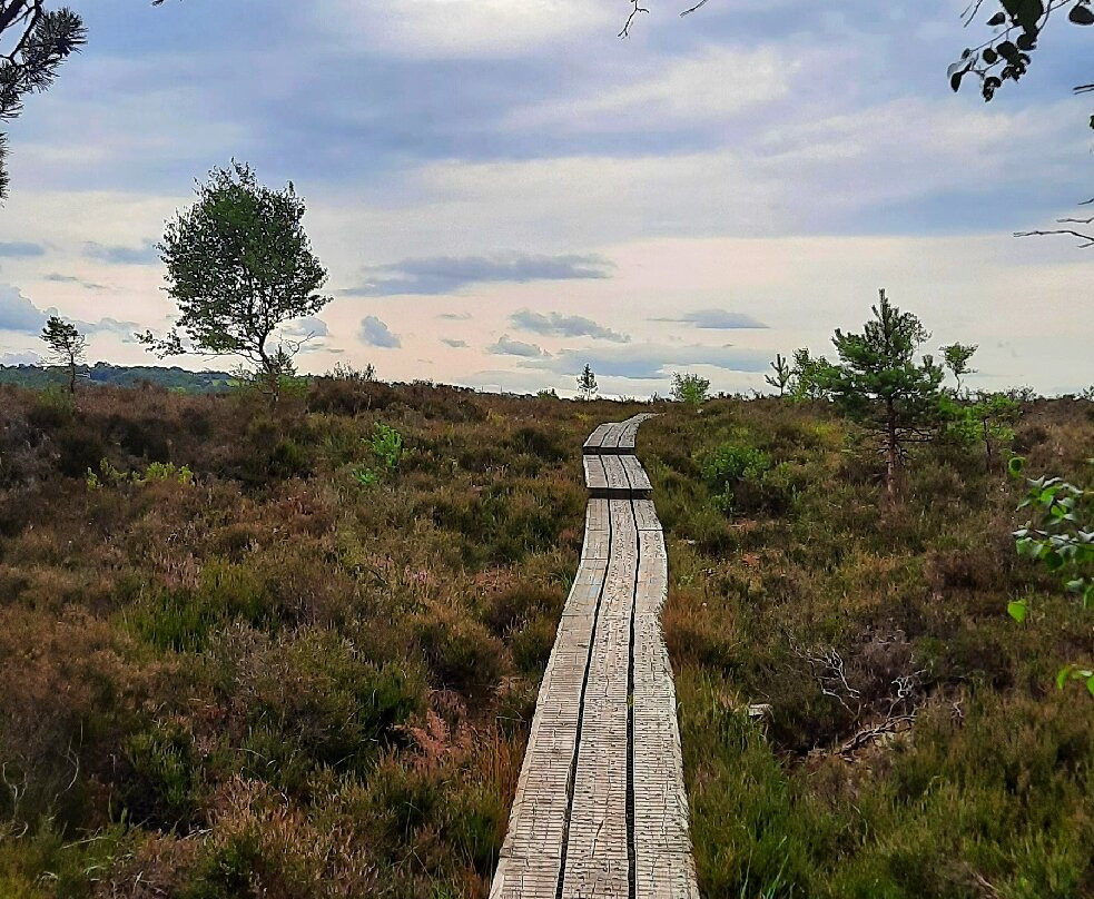 Abbeyleix Bog Project景点图片