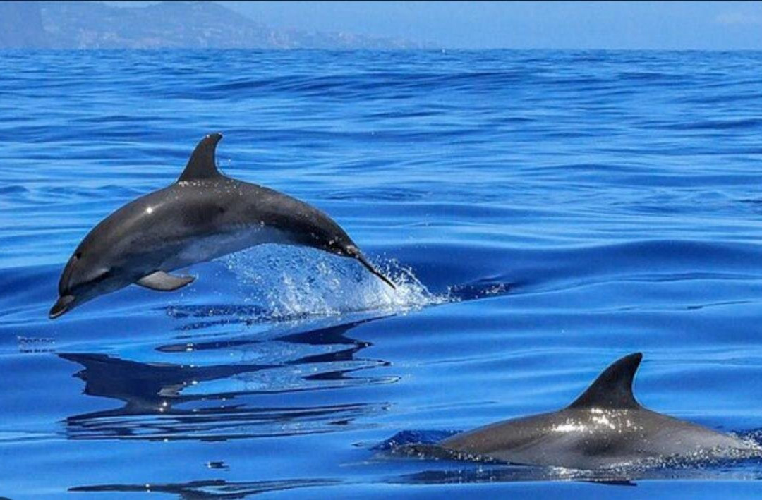 Puerto Deportivo Fuengirola-福恩吉罗拉必去景点