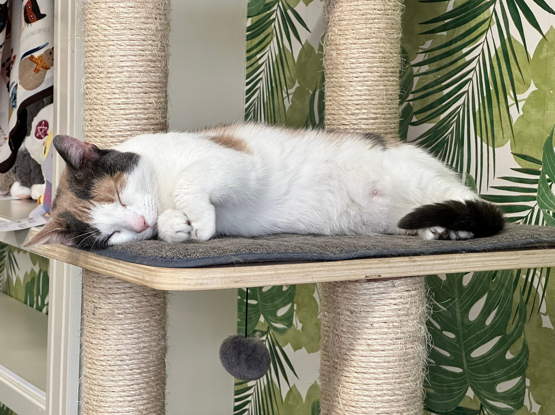 Bedford Cat Cafe景点图片