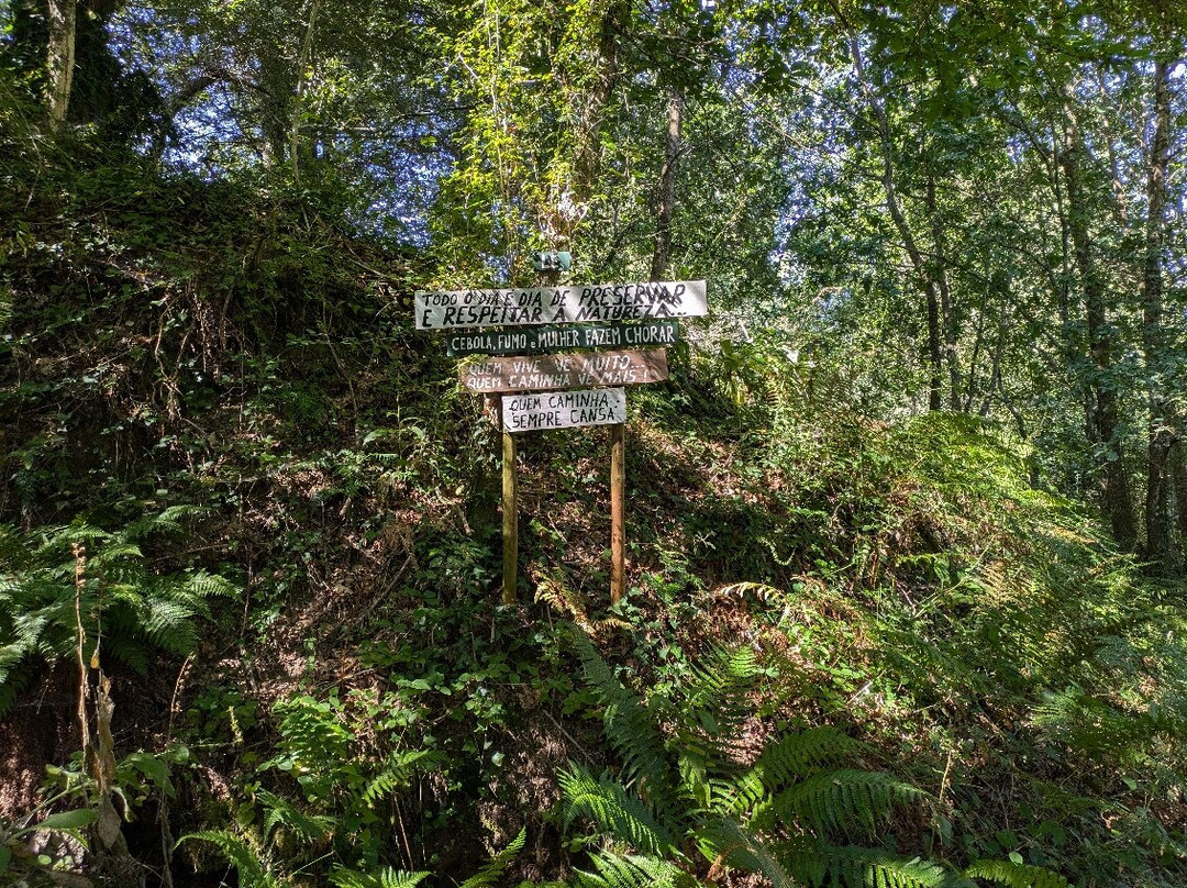 Bosque dos Avós景点图片