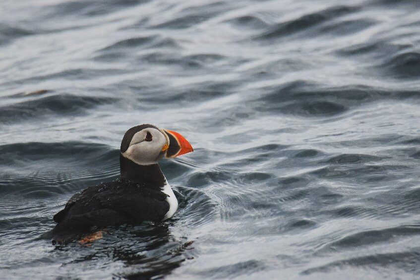 Puffin Safari景点图片