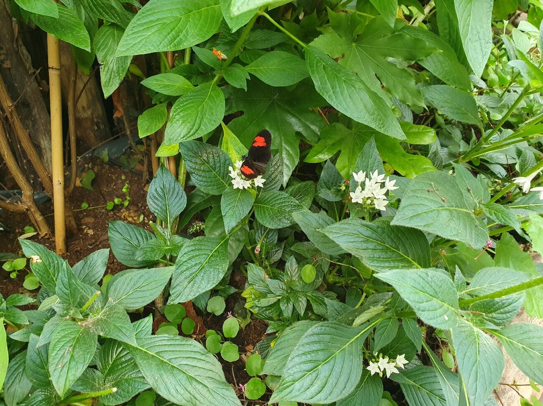 Vlindersafari-Gemert必去景点