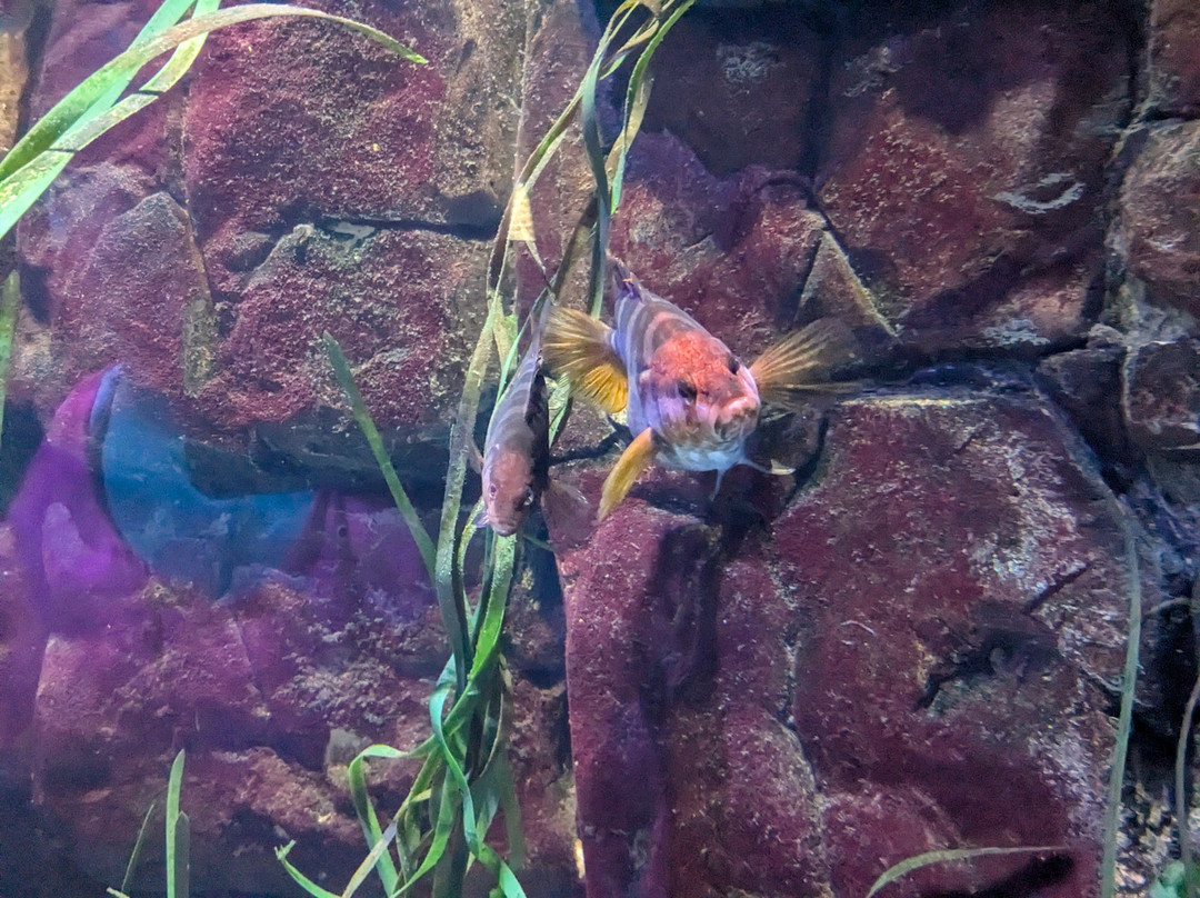 SEA LIFE Speyer-施派尔必去景点