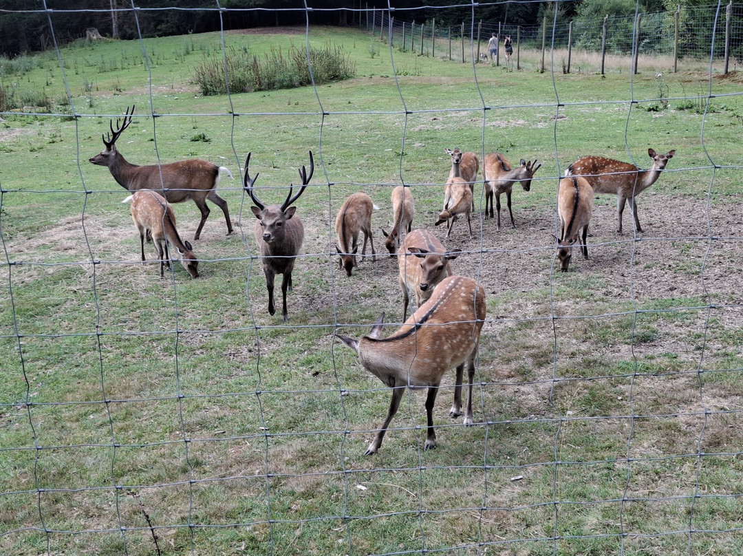 Naturpark Und Wildgehege景点图片