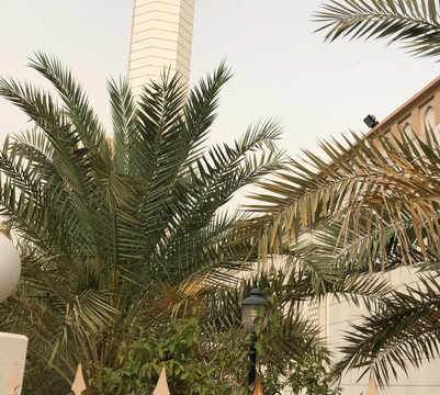 Sabeeka Duaej Al Sabah Mosque-Hawalli Governorate必去景点