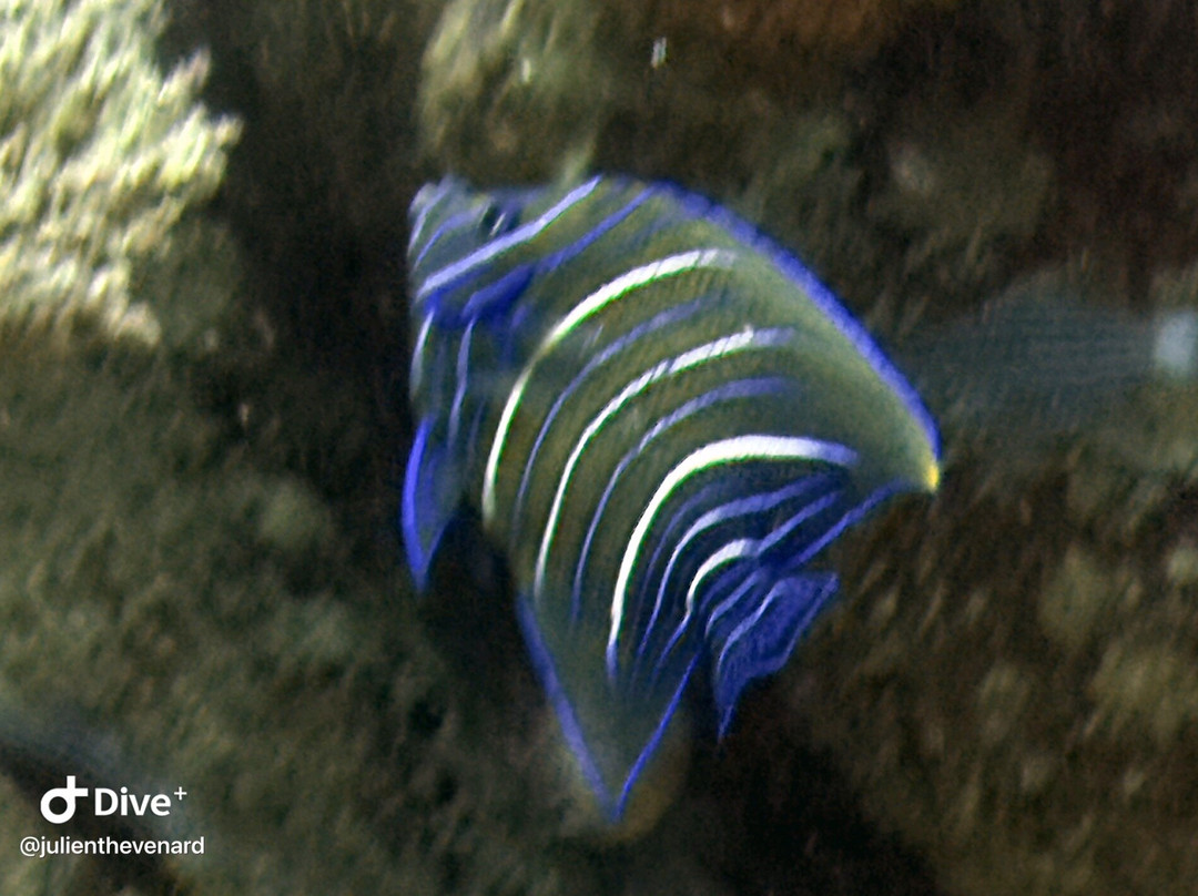 Trek Divers Seychelles-维多利亚必去景点