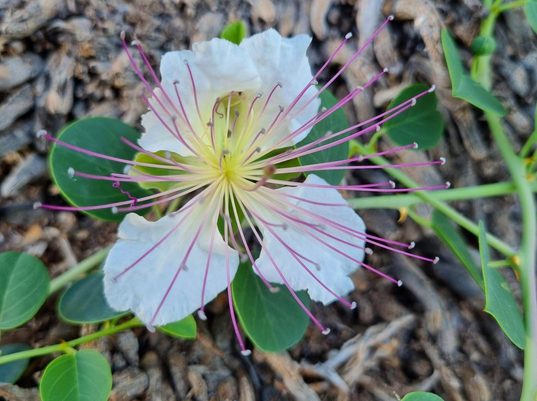 Hotel Romantica Apartments主图