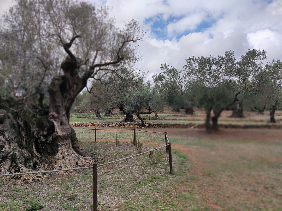 Olivos Milenarios景点图片