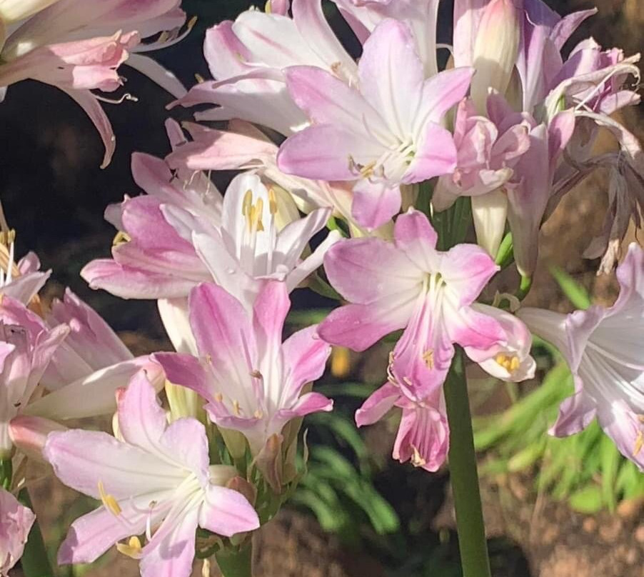 The Aloe Farm-哈特比斯普特必去景点