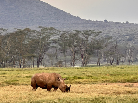 Wild Voyager-内罗毕必去景点