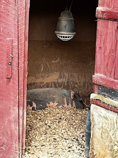 White Pig Bed and Breakfast主图