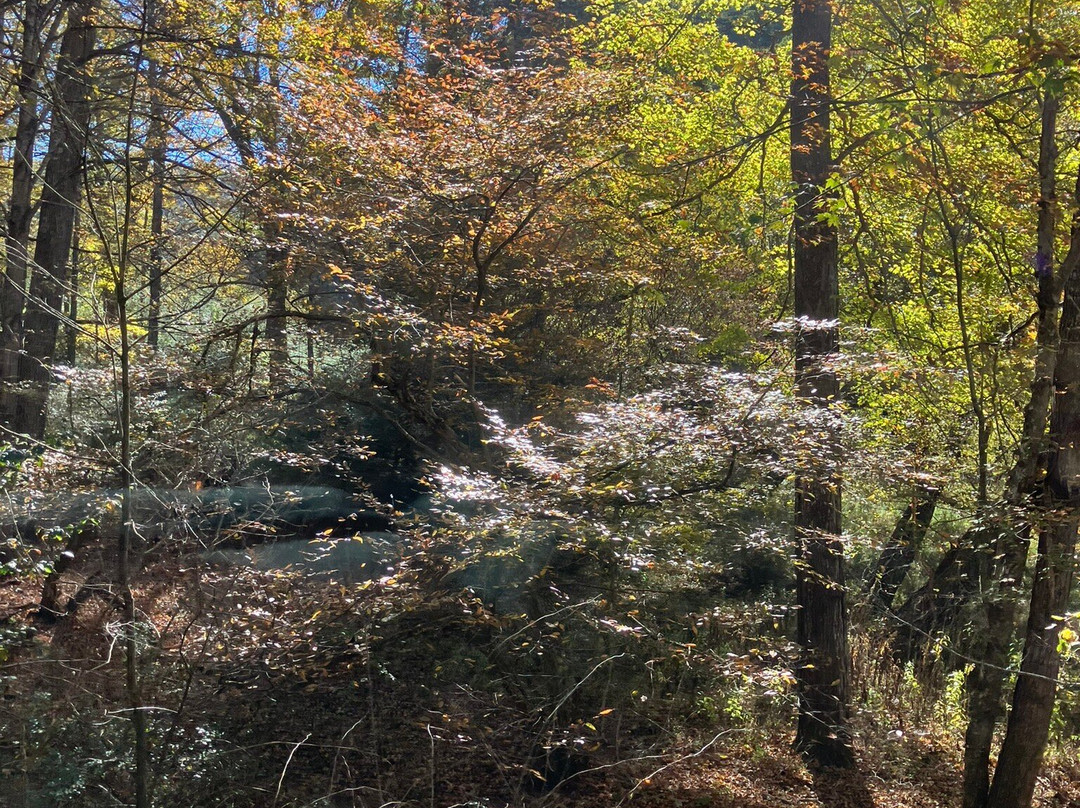 Cass Scenic Railroad景点图片