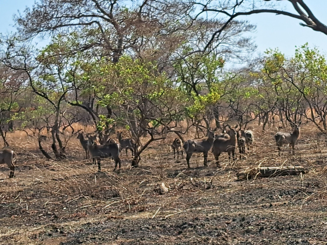 Kuti Wildlife Reserve-沙利马必去景点