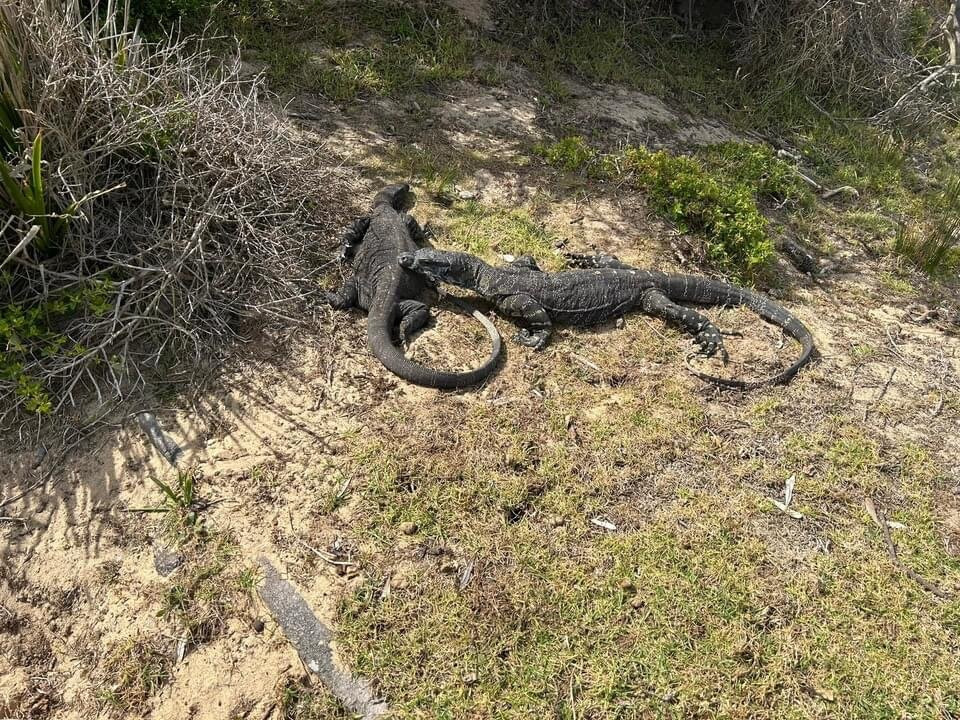 Mimosa Rocks National Park-Tanja必去景点