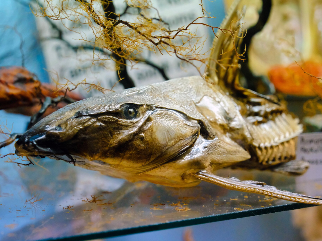 Griffiths' Sea Shell Museum & Marine Display景点图片