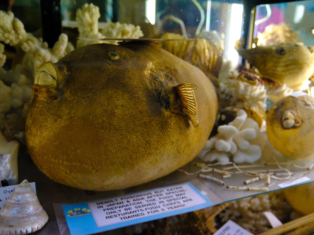 Griffiths' Sea Shell Museum & Marine Display景点图片